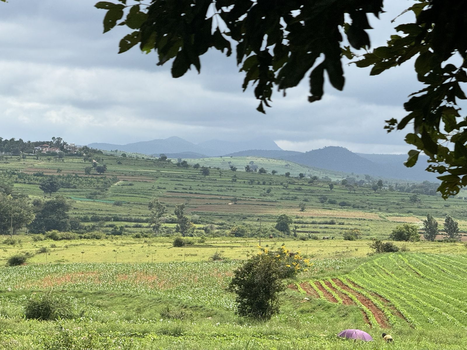 Wide green farm fields with rows of crops, hills in the distance and a person under a purple umbrella working in the field