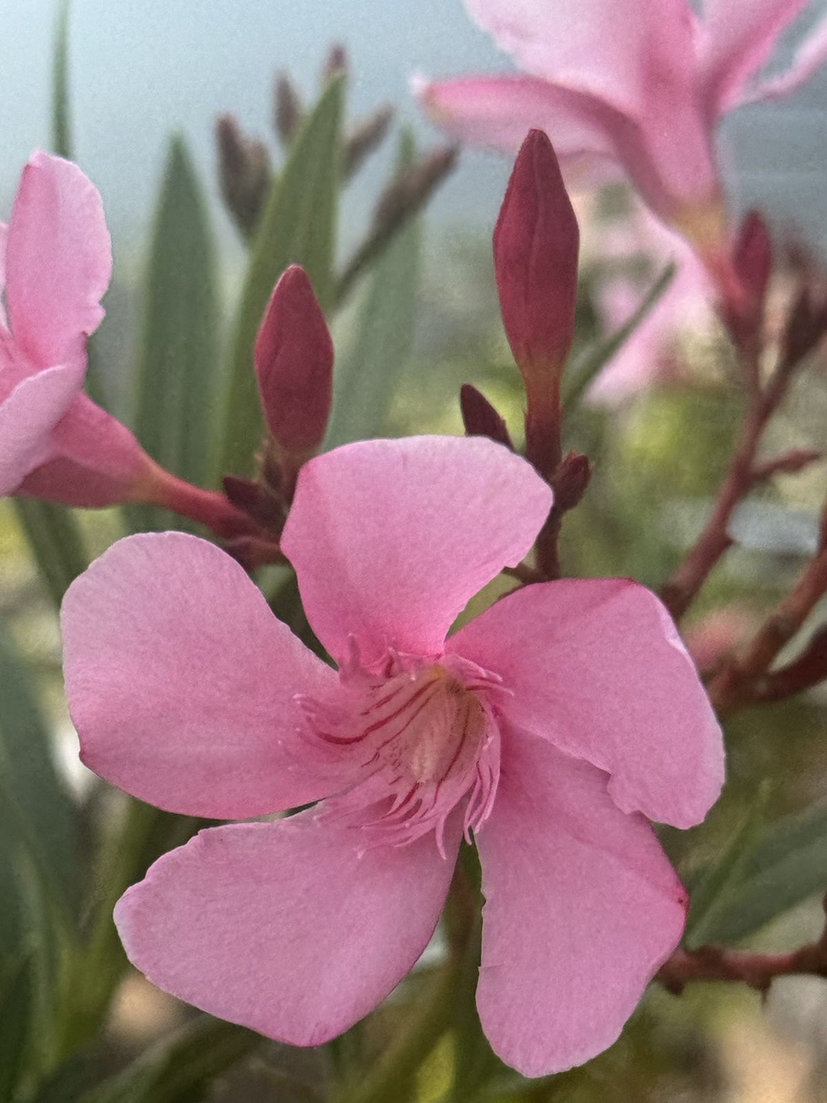 Close-up of a pink oleander flower with dark red buds